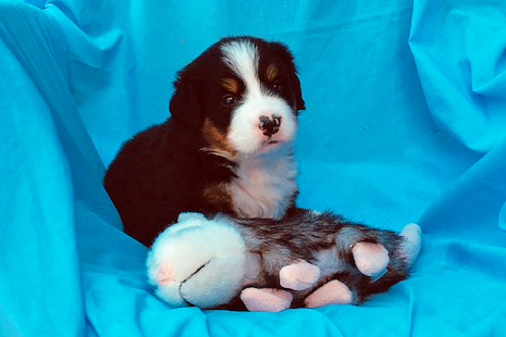 4 Week Old Eliza - Female - 5.75 pounds
