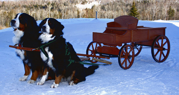 Large Buckboard With Single Shaft Brace
