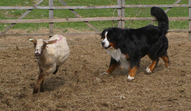 Herding instinct Test
