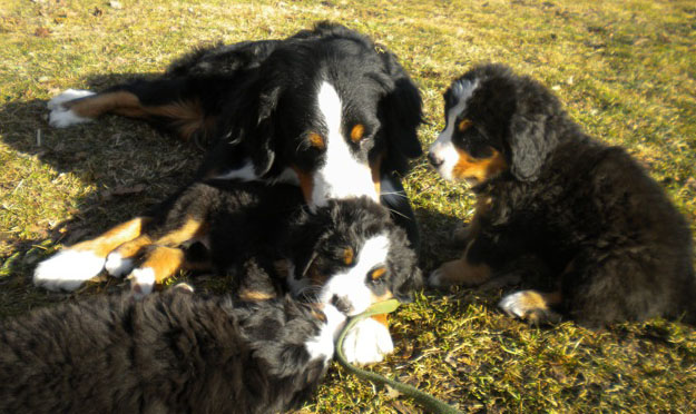 Maggie and Puppies Day 45
