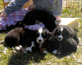 Puppies Enjoying Being Outside Day 45
