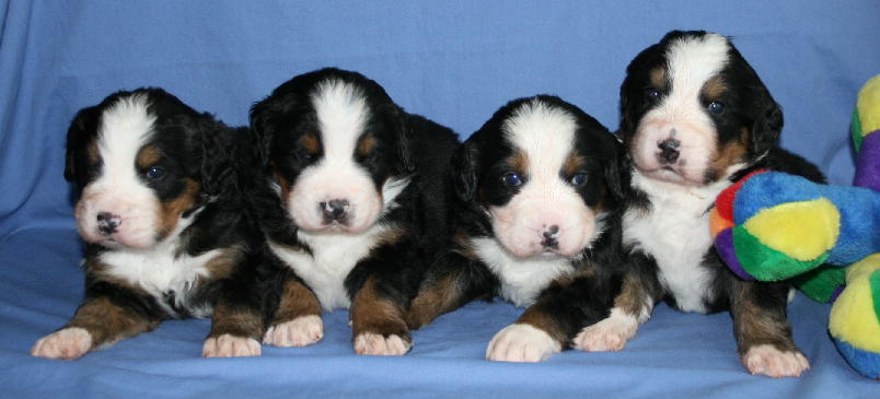 Pups - Day 23
Cascade, Ripley, Kedron & Sabbaday
