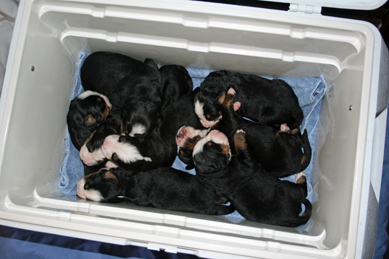 Pups In Cooler While Cleaning Whelping Box Day 10
Boy have they grown!
