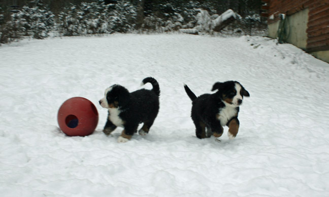 Pups In Snow Day 48
