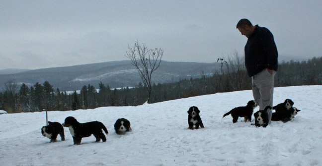 Pups In Snow Day 48
