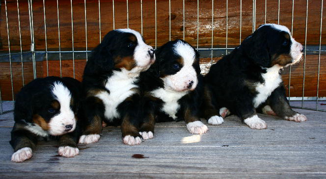 Pups Outside On Deck Day 22
Cascade, Ripley, Kedron & Sabbaday
