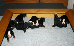 Pups Walking Day 13
They are like "Drunken Sailors" after a few steps, they fall over.
