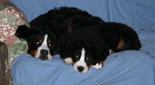 Kessie and Ripley January 8, 2008
