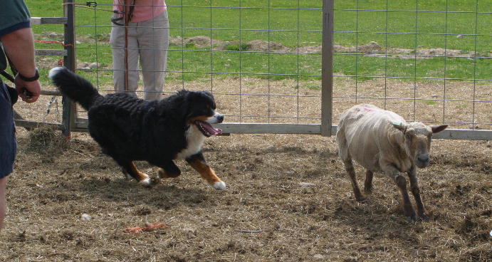 Herding Instinct Test
