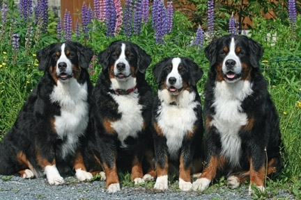 Tennescott Dogs
Grandmother Kessie Daughter Ripley Granddaughter Balsam and Son Jefferson - June 2011
