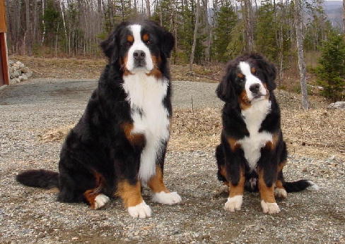 Photo used for Father and Son Rug
Father Mac and Baby Jefferson
