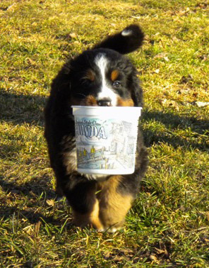 Mina Day 45
Enjoying her chowda bucket.
