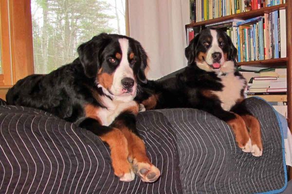 Laukie & Ripley - Day 10
Balsam is letting them watch the pups.
