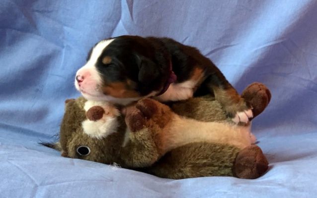 1 Week Old - Kendall Brook - Female - 1.65 Pounds
