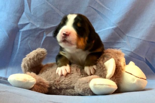 1 Week Old - Meadow Brook -Female - !.7 Pounds
