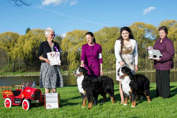 Ripley and Balsam - Winning their Versatility Excellent Classes
BMDCA National Specialty 2016
