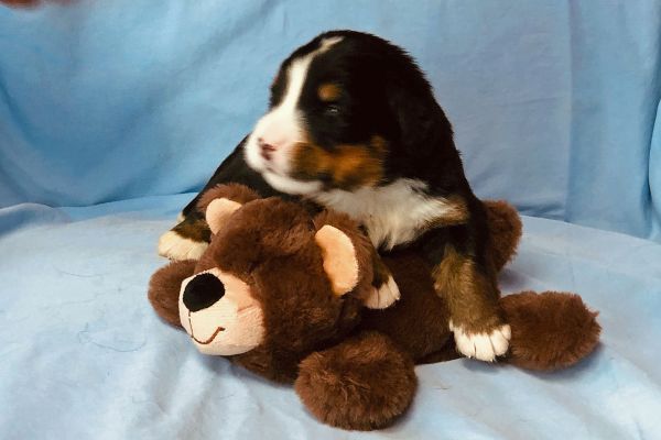 2 Week Old Bumpus - Male - 2.35 pounds
