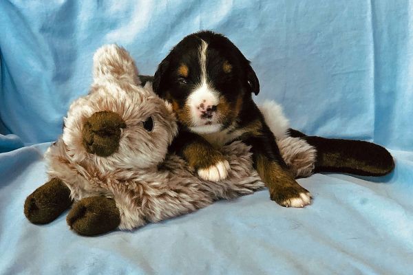 2 Week Old Carter - Male - 2.35 Pounds
