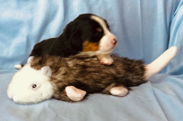 2 Week Old Eliza - Female 2.45 pounds
