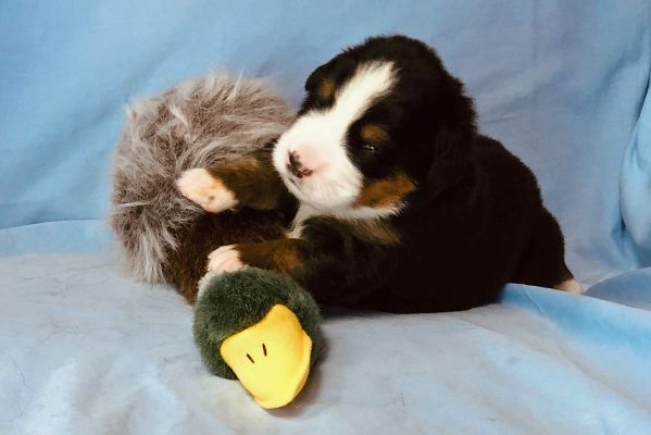 2 Week Old Greeley - Female - 2.4 pounds
