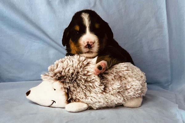 2 Week Old Hannah - Female - 3 pounds
