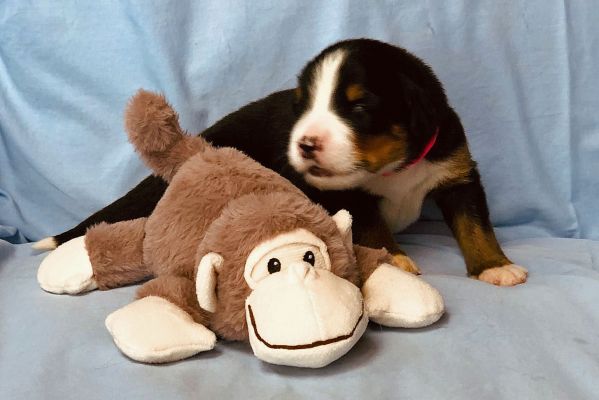 2 Week Old Meadow - Female - 2.55 Pounds
