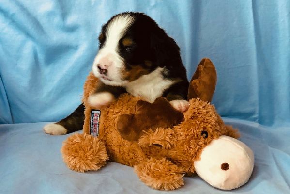 2 Week Old Watson - Male - 2.5 Pounds
