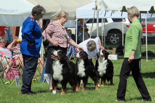 Kessie with Ripley and Balsam - 3 Generations
The girls won the 3 Generation Class at the BMDC of SW Ontario Specialty on June 8, 2013.
