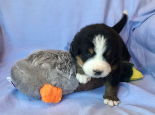 4 Week Old Greeley - Female - 5.4 pounds
