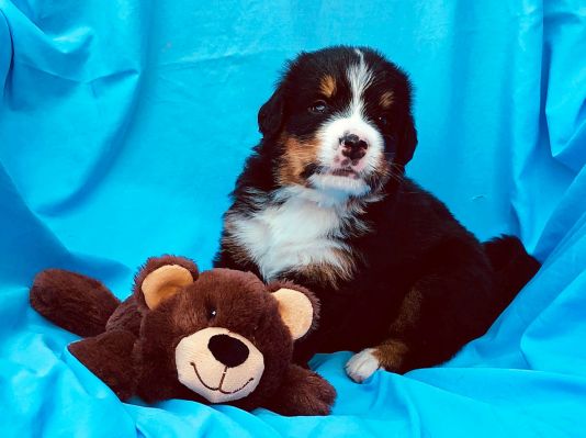 4 Week Old Bumpus - Male - 5.2 Pounds
