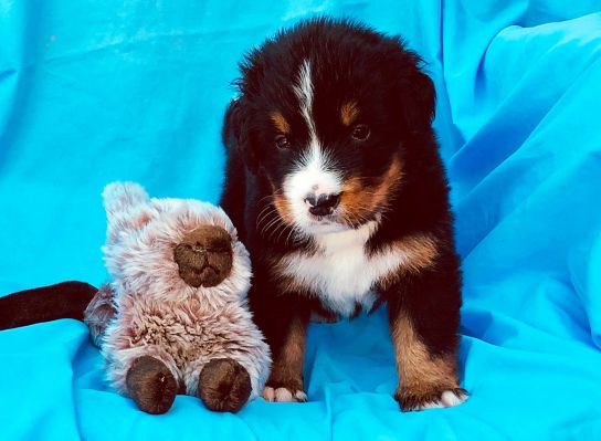 4 Week Old Carter - Male - 5.3 pounds
