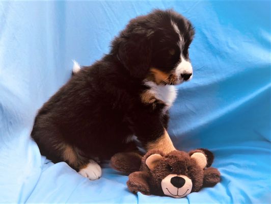 6 Week Old Bumpus - Male - 10.15 Pounds
