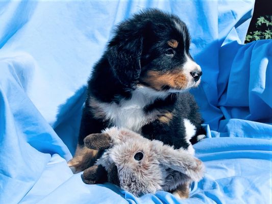 6 Week Old Carter - Male - 9.75 Pounds
