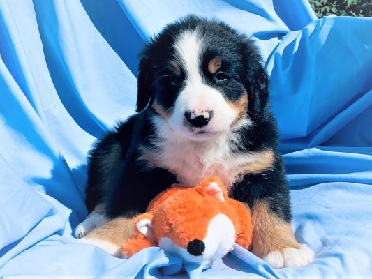 6 Week Old Cheney - Female - 10.0 Pounds
