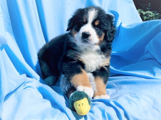 6 Week Old Greeley - Female - 9.4 Pounds
