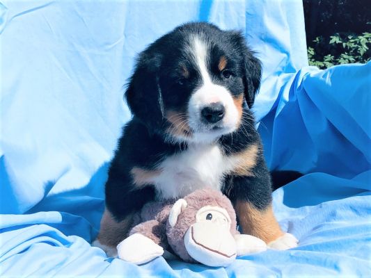 6 Week Old Meadow - Female - 10.3 Pounds
