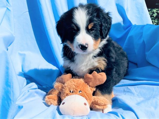 6 Week Old Watson - Male - 10.35 Pounds
