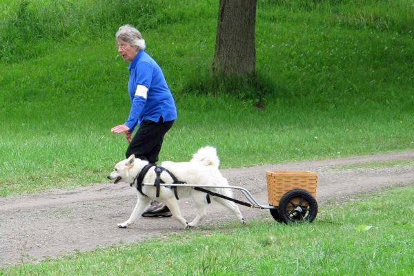 Acie and Georgina Cornell - New CKC DD
Acie, with his training wheel cart, is the first Norwegian Buhund to pass the CKC DD test.  They had a flawless performance.
