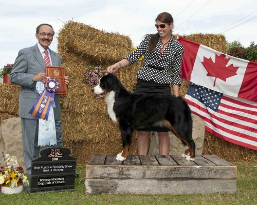 Balsam Winners and Best of Winners at BMDC of Ontario Specialty
Balsam was just 9 months old.
