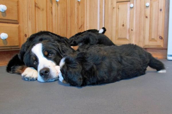 Balsam Playing With Her Pups
