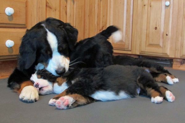 Balsam Playing With Her Pups
