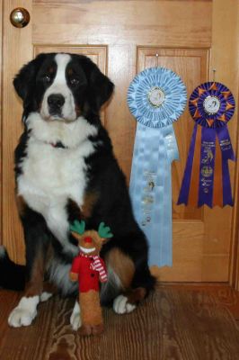 Balsam 10 Months Old.
With Best Puppy and Best of Winners Ribbons from BMDC of Ontario Specialty.
