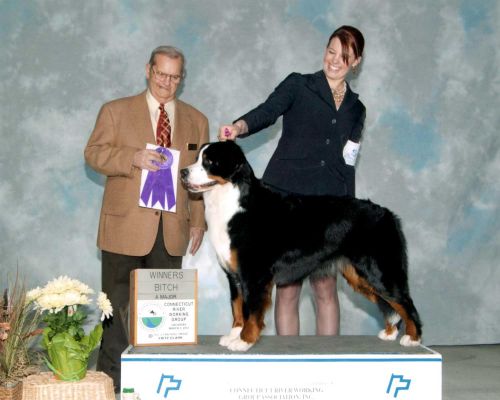 Balsam First Major at CT River Working Dog Show
Shown by Bonnie Galbraith Fisher
