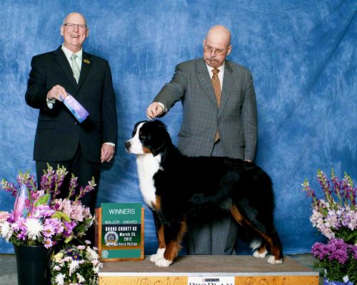 Balsam Second Major
Shown by Jack Secrest
