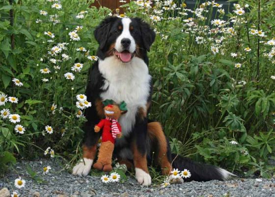 Balsam - 8 Months Old.
