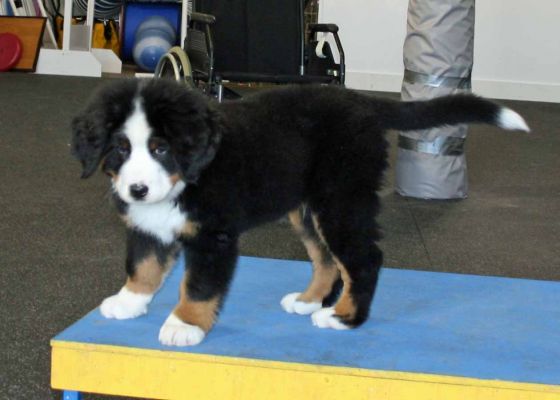 First Day of Puppy Class
11 Weeks Old.
