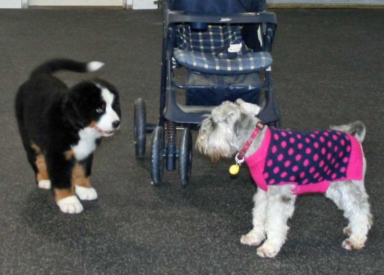 First Day of Puppy Class
11 Weeks Old.
