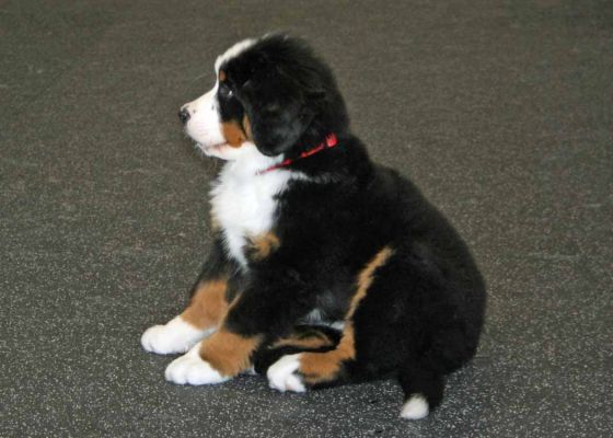 First Day of Puppy Class
11 Weeks Old.
