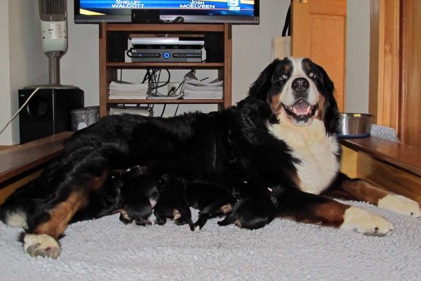 Balsam Happy Mother
Pups are 1 week old.

