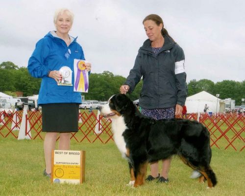 Balsam - Best Of Breed - BMDCNV Supported Entry
Ladies Kennel Club June 5, 2016.
Shown beautifully by Sara Gregware.
